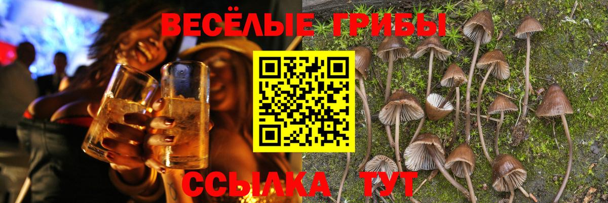 Псилоцибиновые грибы Psilocybe Лесозаводск